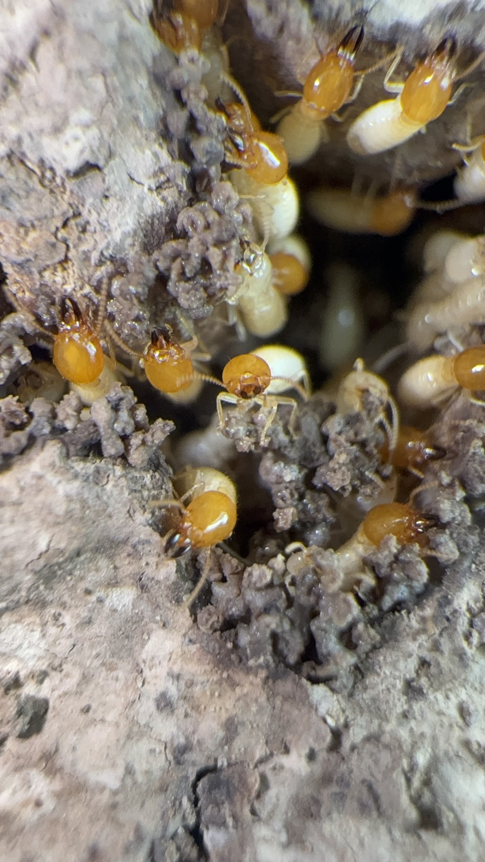 ปลวกใต้ดิน (Subterranean termites) รูปที่ 3