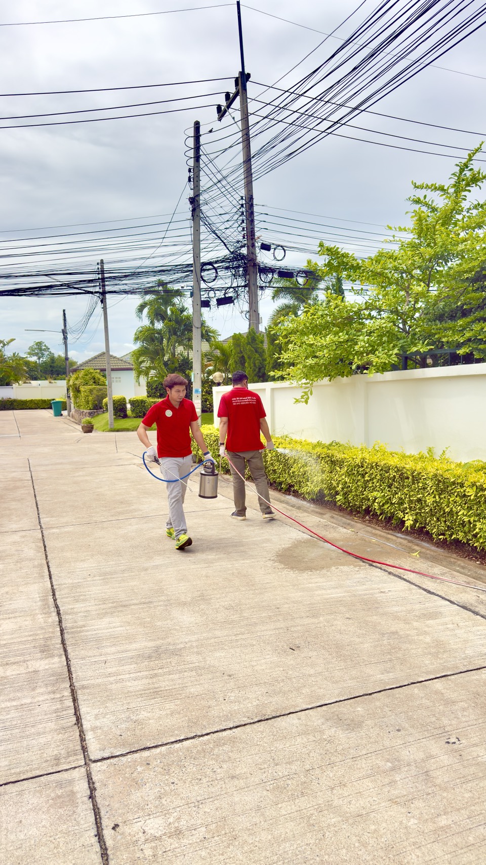 ปลวกที่กินบ้านดุดันมาก หลายๆคนเรียกว่าปลวกบบ้าน รูปที่ 6