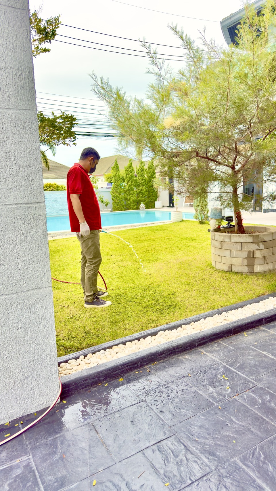 ปลวกที่กินบ้านดุดันมาก หลายๆคนเรียกว่าปลวกบบ้าน รูปที่ 4