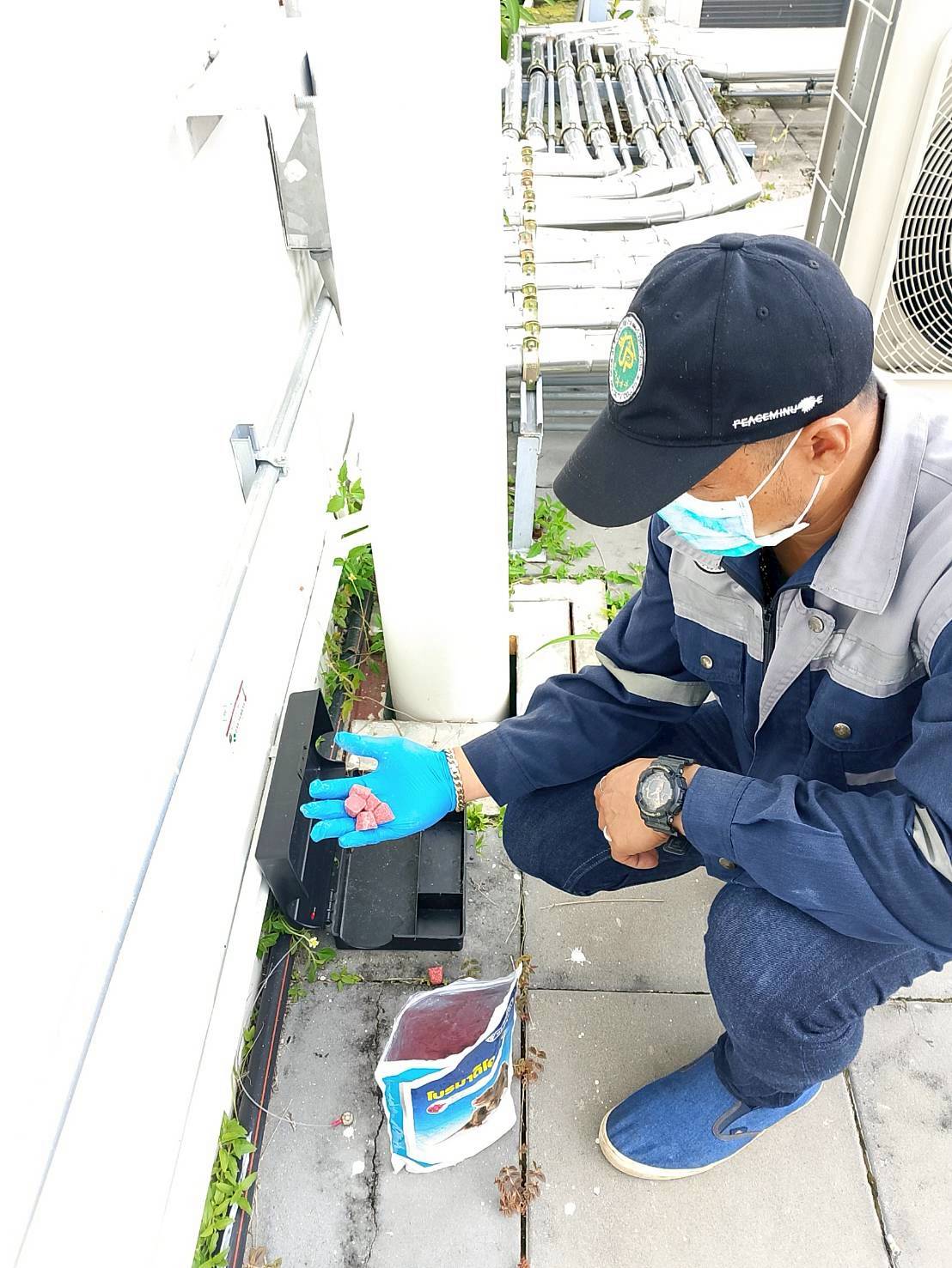 กำจัดหนู