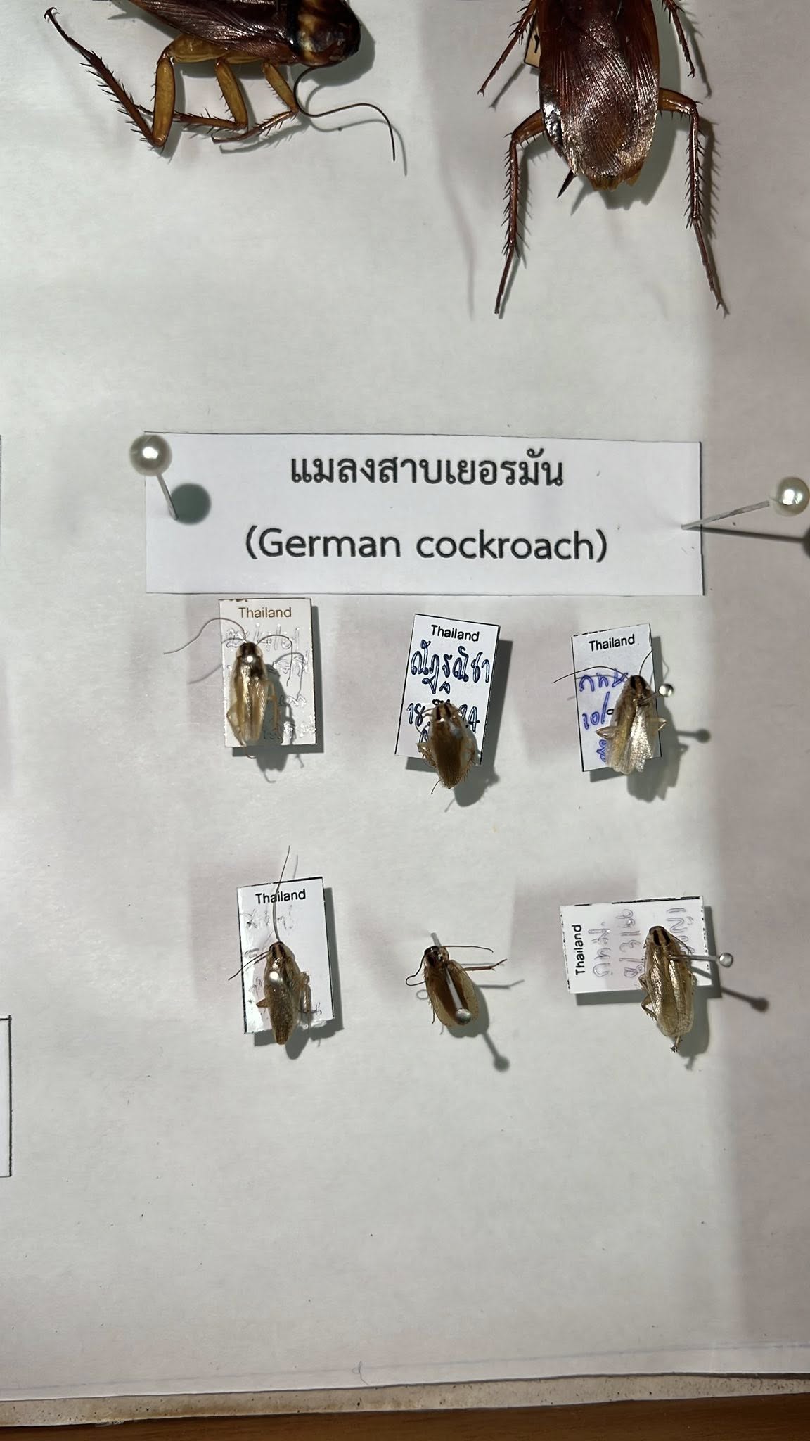 กำจัดแมลงสาบ